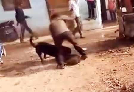 猎犬当街咬死一只猪，主人乱踢乱打都分不开啊