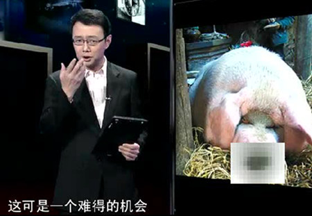 比人还高的猪2米6体重破1吨，专家都看懵了