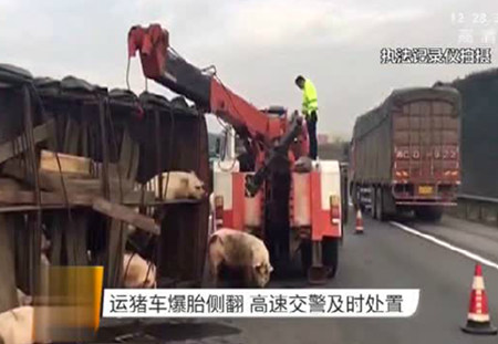 运猪车爆胎侧翻 出栏生猪高速路上撒欢