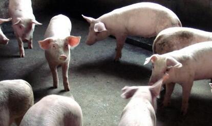 湖南湘潭回应“泥浆灌猪”：统糠加水 无毒没影响