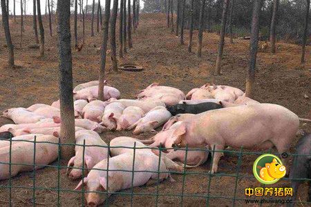 2016年养猪很赚钱？其实真正赚钱的是这些大户