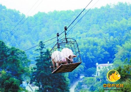 养猪业北迁没那么简单 不做好这些可能铩羽而归