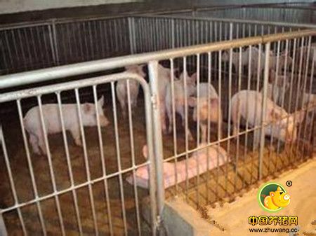 仔猪脐带炎诊治