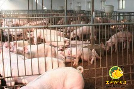 养猪场必须遵守的猪病防治原则，超实用！