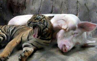 跨越种族的母爱！老母猪当起了小老虎的奶妈（图）