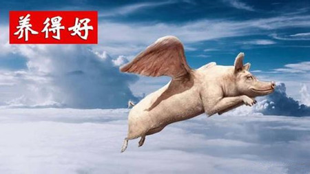 2017养猪业洗牌加速≠无牌可打？