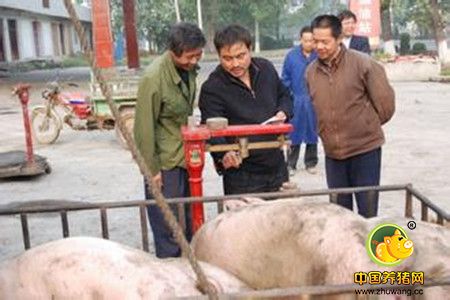 一位养猪“老法师”的畜粪循环利用“匹配经”