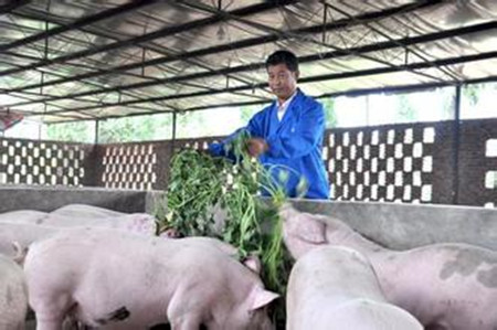 饲料添加沼液喂猪增重15%增强免疫力