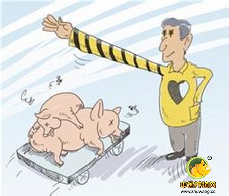 养猪行情大好，但集中出栏就是给屠企压价提供便利