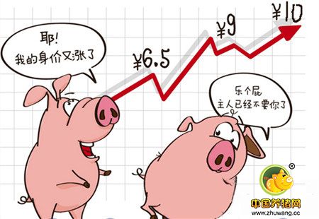 养猪人的好消息：猪价一路向北 局部逼近10元