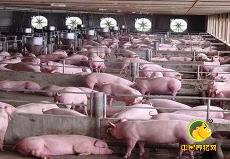 发改委预测：今年生猪出场价格依然坚挺 养一头猪能赚500元