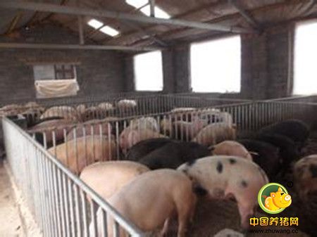 “非粮饲料”喂猪效果好