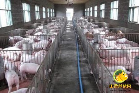 猪个阶段饲料配方参考