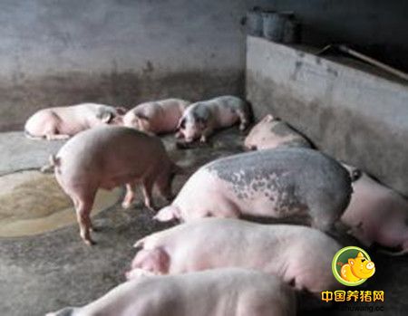 养猪成功和失败者的区别点