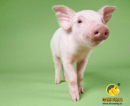一看温度就知道猪得了什么病!这篇文章太好了