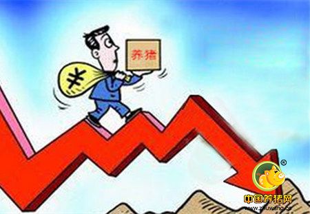 消费惨淡期遇上集中出栏期 危机，猪价将要下跌！