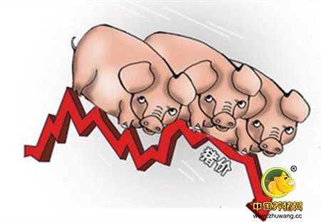 生猪价格局部回落，后市仍然不明朗
