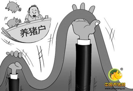 过了元旦，生猪就一天一个价 销量翻番猪价涨的疯