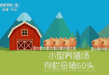 央视：养猪人今年挣钱了，但心里却不踏实