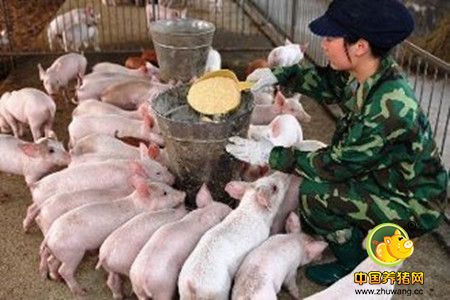 山里藏养猪场 粪水横流环境糟