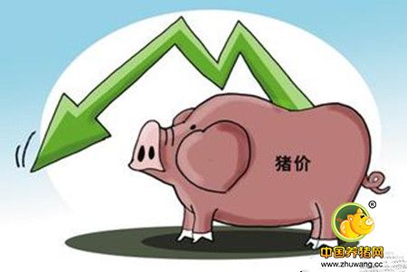 猪价总会跌的 下跌时如何应对？