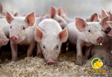 猪已跌肉还涨!屠宰企业满满都是套路！