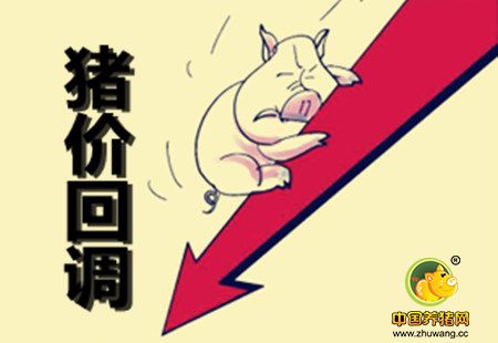 屠宰企业收购顺畅 北方局部猪价出现回调