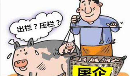 猪价暴涨暴跌，环保风暴侵袭，如何养猪才能赚大钱？
