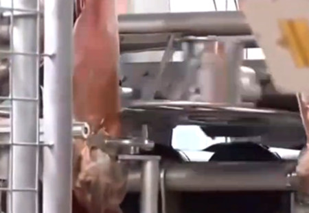 逆天了 德国分割猪肉居然全是机器人操作的