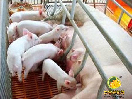 让农村养猪不再粪污横流？先把这些技术问题捋清楚
