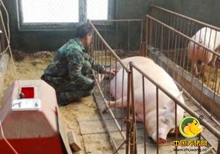 基础技术：生料喂猪的几种技术方法