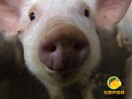 猪发烧容易引发这3种猪病，来看一下吧……