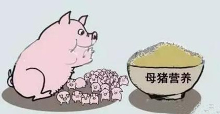 养猪骗局大揭秘 你还被蒙在鼓里吗？