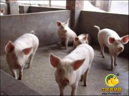 冬季养猪防寒保暖十法