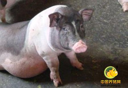 冬季养猪如何增强抵抗力 让猪群更健康