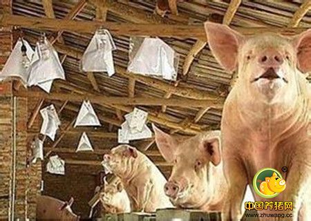 深耕猪业35年 养猪达人王建新告诉你怎么养猪赚钱……