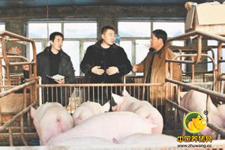 冒充食堂老板骗走3000斤猪肉 三年后竟成养猪大户