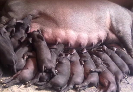 2016年能繁母猪减少135万头！2017年养猪继续赚？