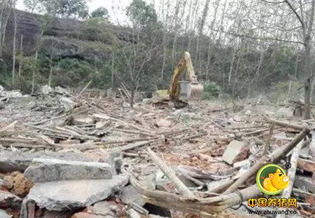 毛猪价格逼近10元/斤！只因拆了160多家猪场