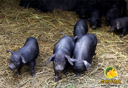 浙江海盐：政企联手欲办世界名猪文化节