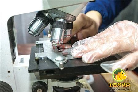 一夜测500头猪 “二师兄”印戳原是这样盖出的