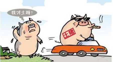 猪饲料营养价值调整方法
