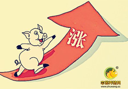春节前毛猪价格逐渐进入到有价无量阶段，谨防被忽悠！
