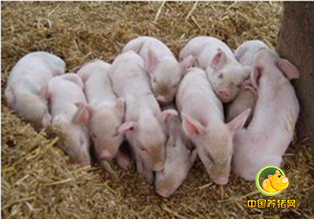 仔猪白痢母子同治方案及实例
