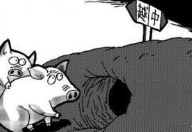 不明猪源冲击市场，年前猪价能否破困境迎难上涨？