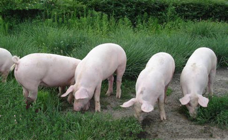 邢台任县致富有一套，养殖微信群帮大忙！