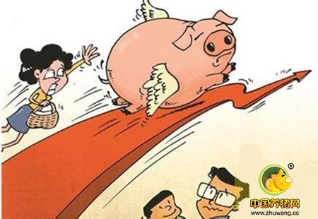 备货开始猪价止跌反弹，短期猪价稳中伴涨为主