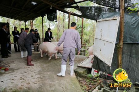 养猪场拒不履行合同 法院强制执行交付生猪千余头