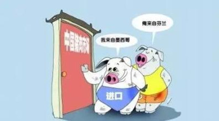新买进生猪注意事项 买进前后都得下小心