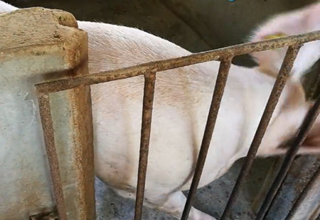 怀孕母猪驱虫不彻底症状